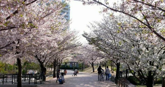 Cherry Trees Blossom Tokyo (Creative Commons)